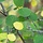 Populus tremula - Ratelpopulier (boomvorm)