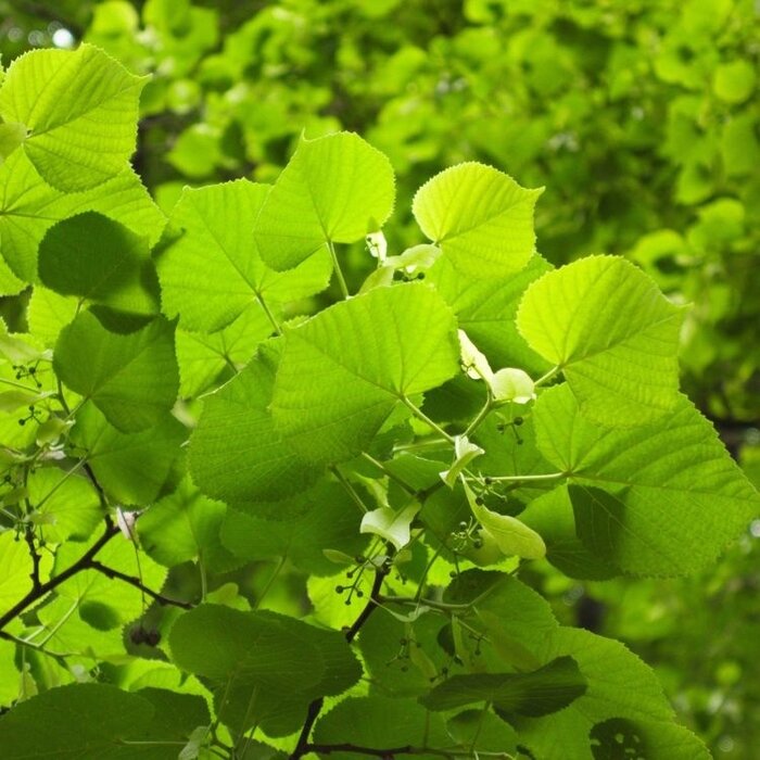 Zomerlinde boom - Tilia platyphyllos