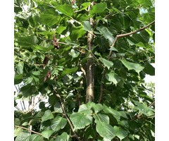 Lindeboom - Tilia tomentosa 'Brabant'