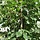 Lindeboom - Tilia tomentosa 'Brabant'