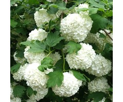 Gelderse roos - Viburnum opulus 'Roseum' op stam