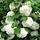 Gelderse roos op stam (Viburnum opulus 'Roseum')