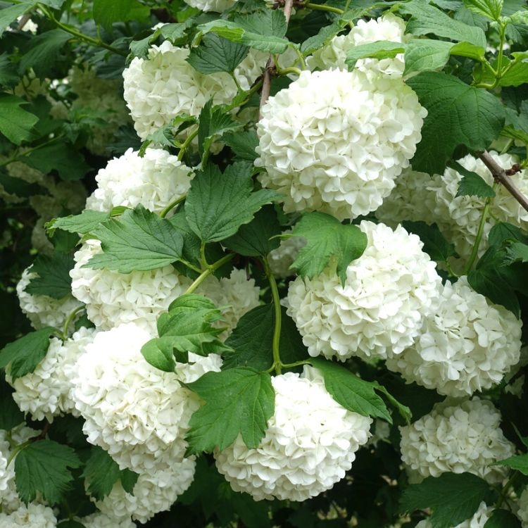 Gelderse roos op stam (Viburnum opulus 'Roseum')