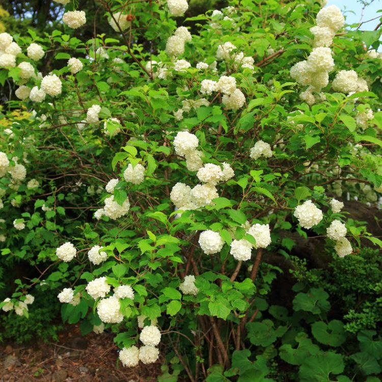 Gelderse roos op stam (Viburnum opulus 'Roseum')
