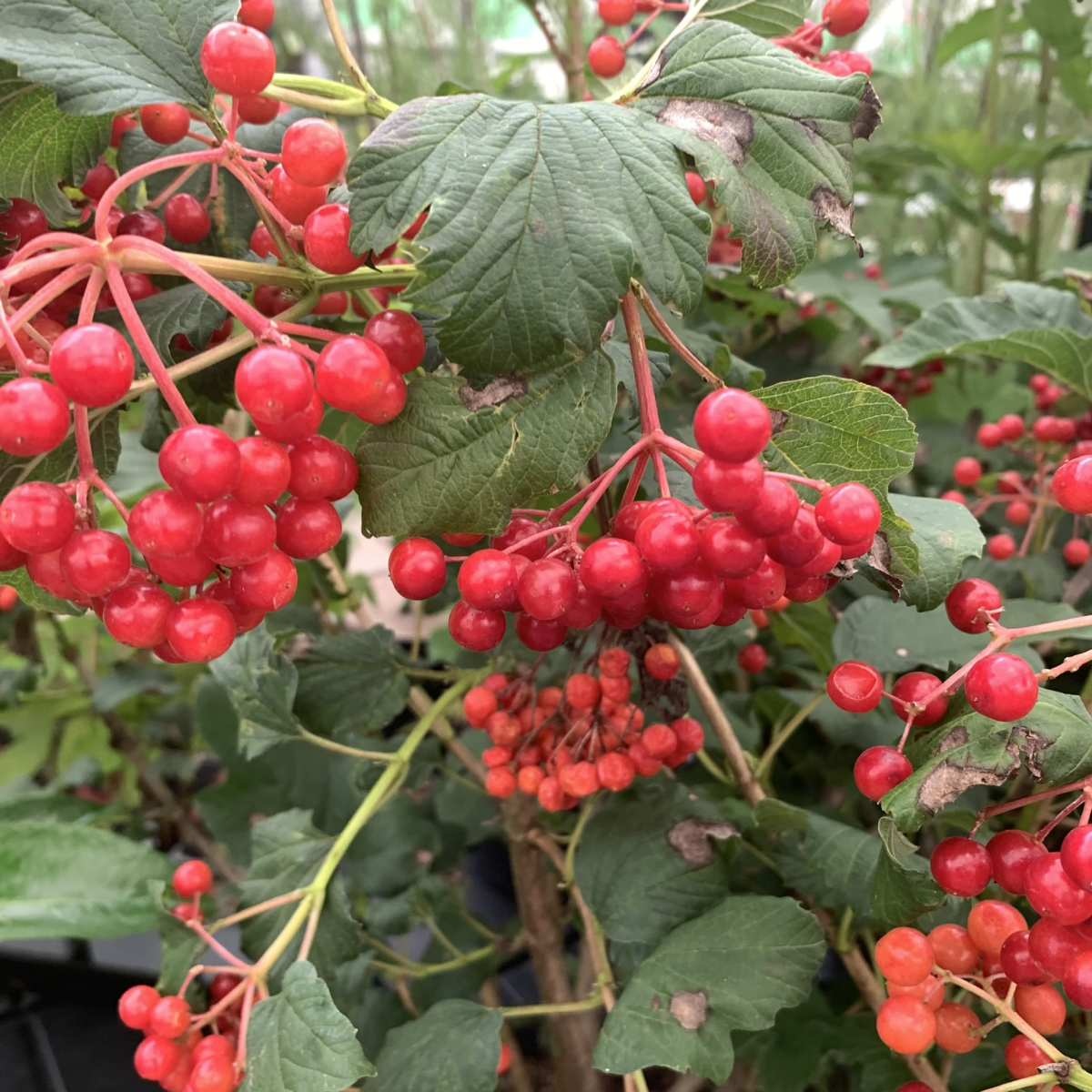 Gelderse roos op stam (Viburnum opulus 'Roseum')
