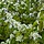Krentenboom - Amelanchier canadensis Rainbow Pillar