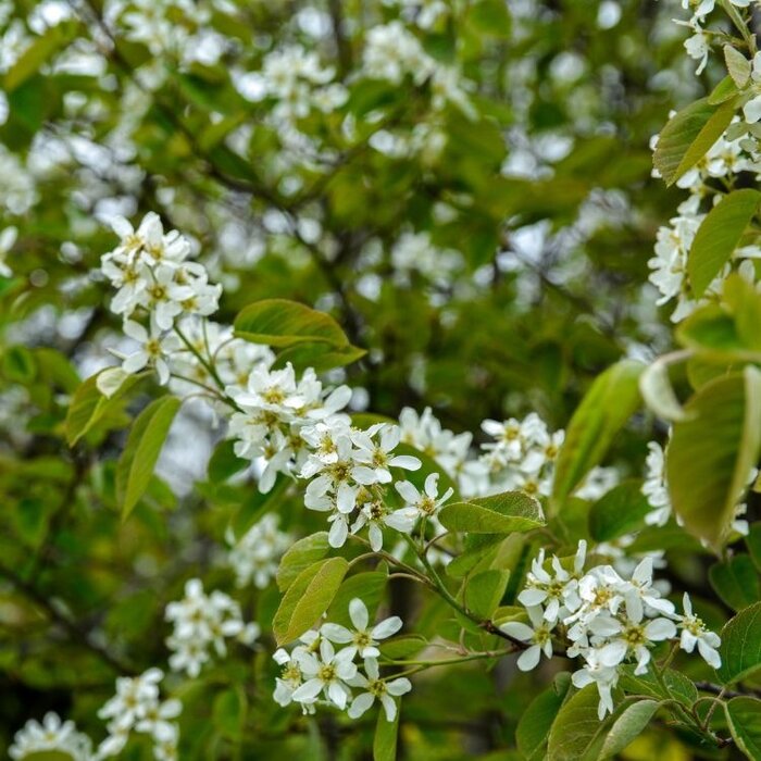 Krentenboom - Amelanchier canadensis Rainbow Pillar