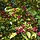 Meerstammige Kansenboom - Clerodendrum trichotomum fargesii