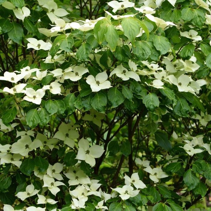 Japanse kornoelje (Cornus kousa 'Robert's Selectie')