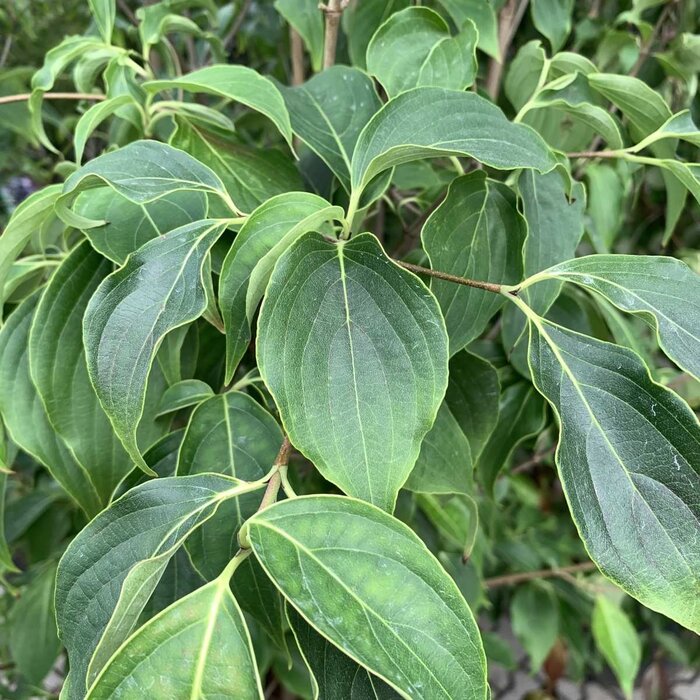 Japanse kornoelje (Cornus kousa 'Robert's Selectie')