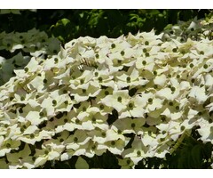 Japanse kornoelje - Cornus kousa 'Robert's Selectie'