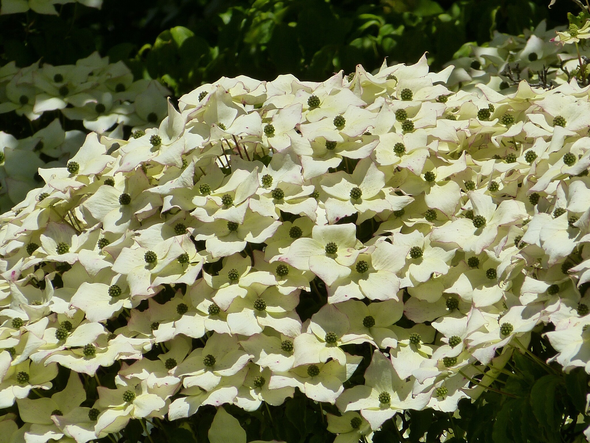 Japanse kornoelje (Cornus kousa 'Robert's Selectie')