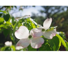 Japanse kornoelje - Cornus kousa 'Norman Hadden'