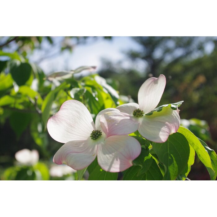 Japanse kornoelje (Cornus kousa 'Norman Hadden')