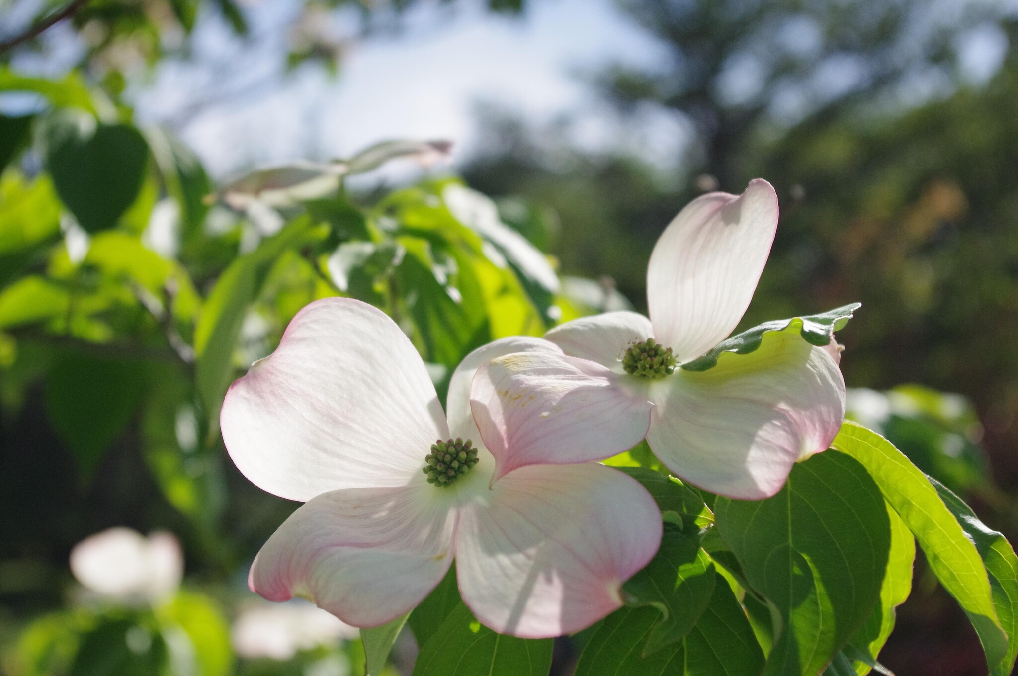 Japanse kornoelje (Cornus kousa 'Norman Hadden')