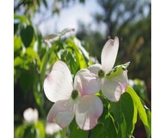 Japanse kornoelje - Cornus kousa 'Norman Hadden'