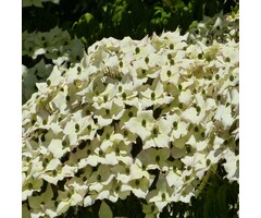 Japanse kornoelje - Cornus kousa 'Robert's Selectie'
