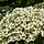 Japanse kornoelje (Cornus kousa 'Robert's Selectie')