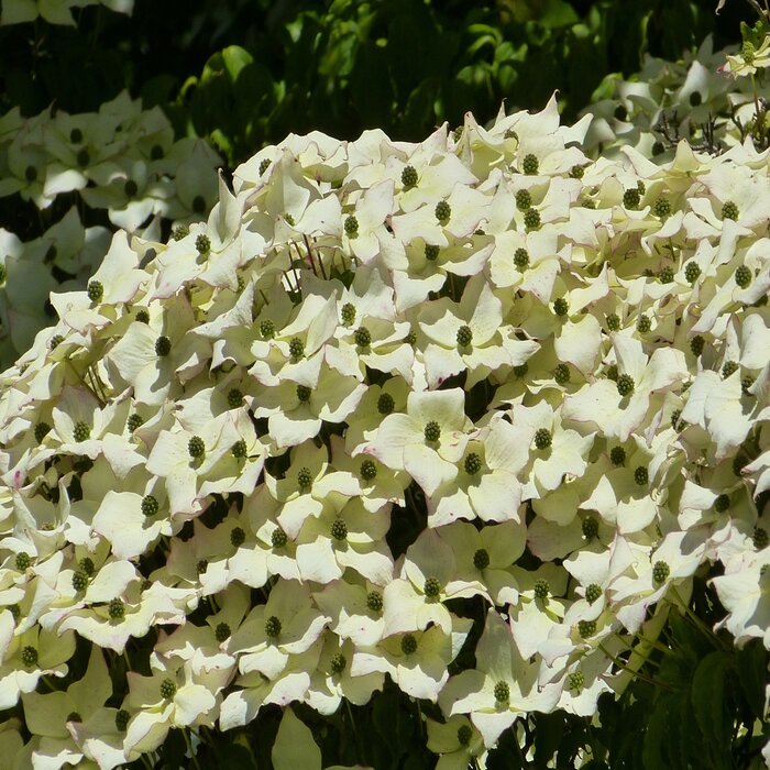 Japanse kornoelje (Cornus kousa 'Robert's Selectie')