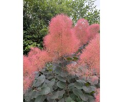 Pruikenboom - Cotinus coggygria 'Lilla'®