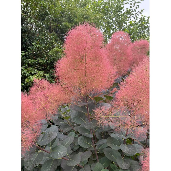 Pruikenboom (Cotinus coggygria 'Lilla')
