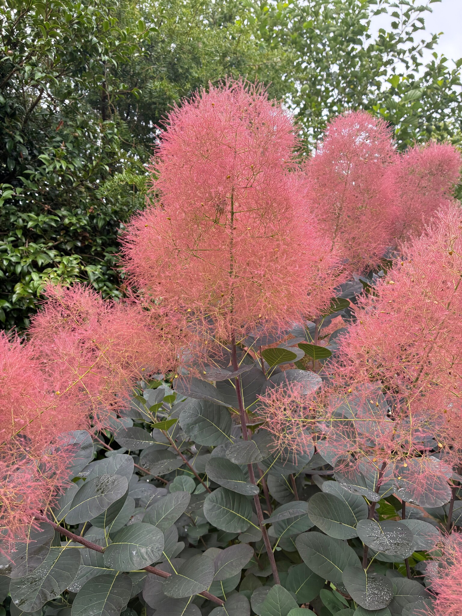 Pruikenboom (Cotinus coggygria 'Lilla')