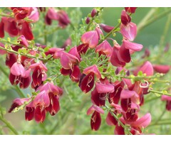 Brem - Cytisus praecox 'Hollandia'