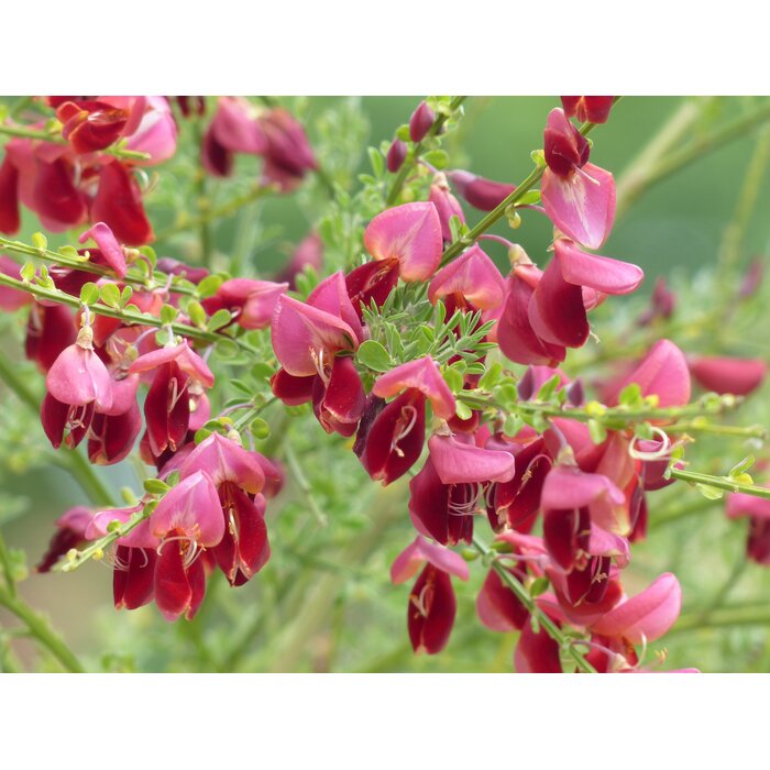 Brem (Cytisus praecox 'Hollandia')