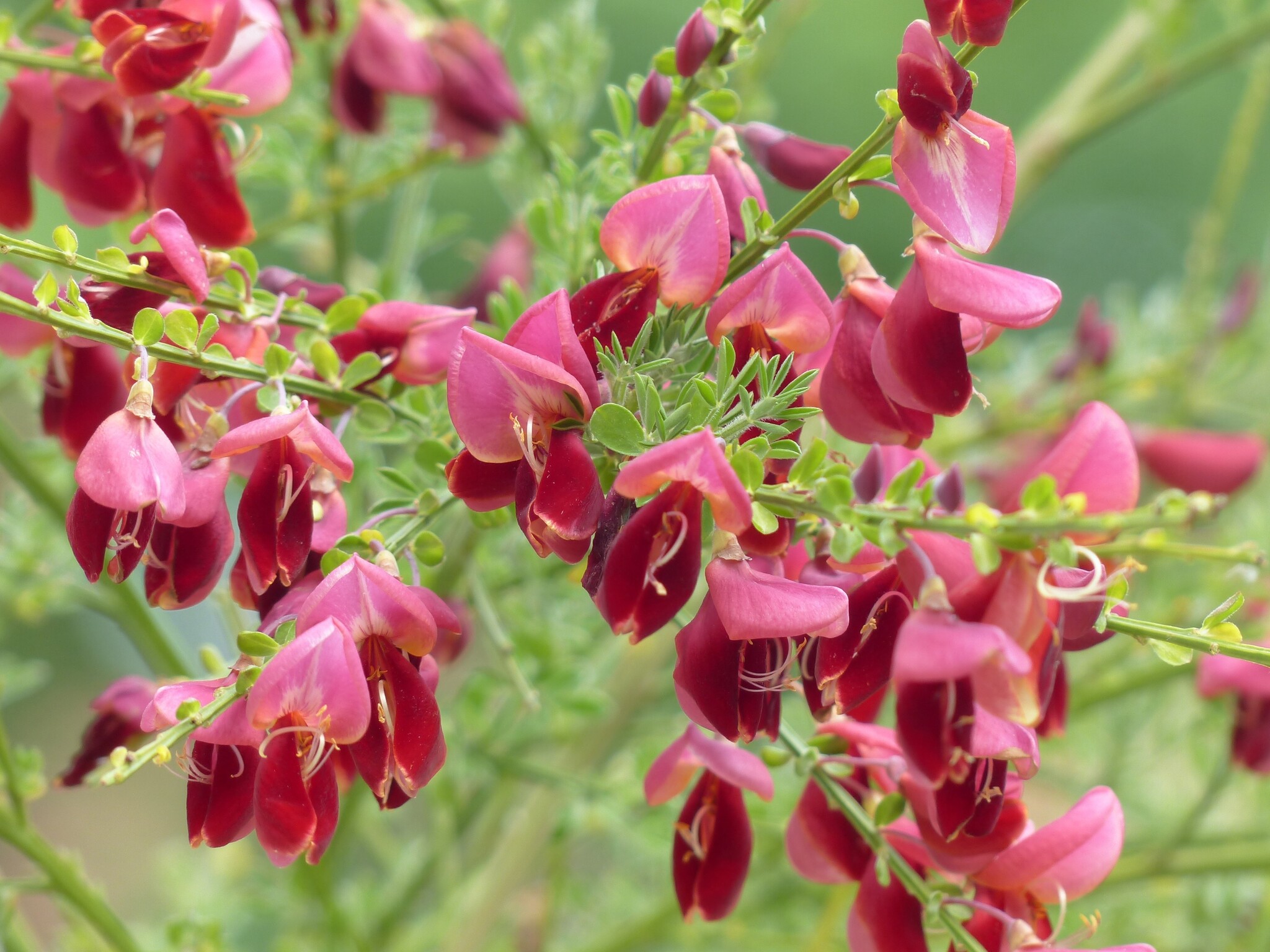 Brem (Cytisus praecox 'Hollandia')