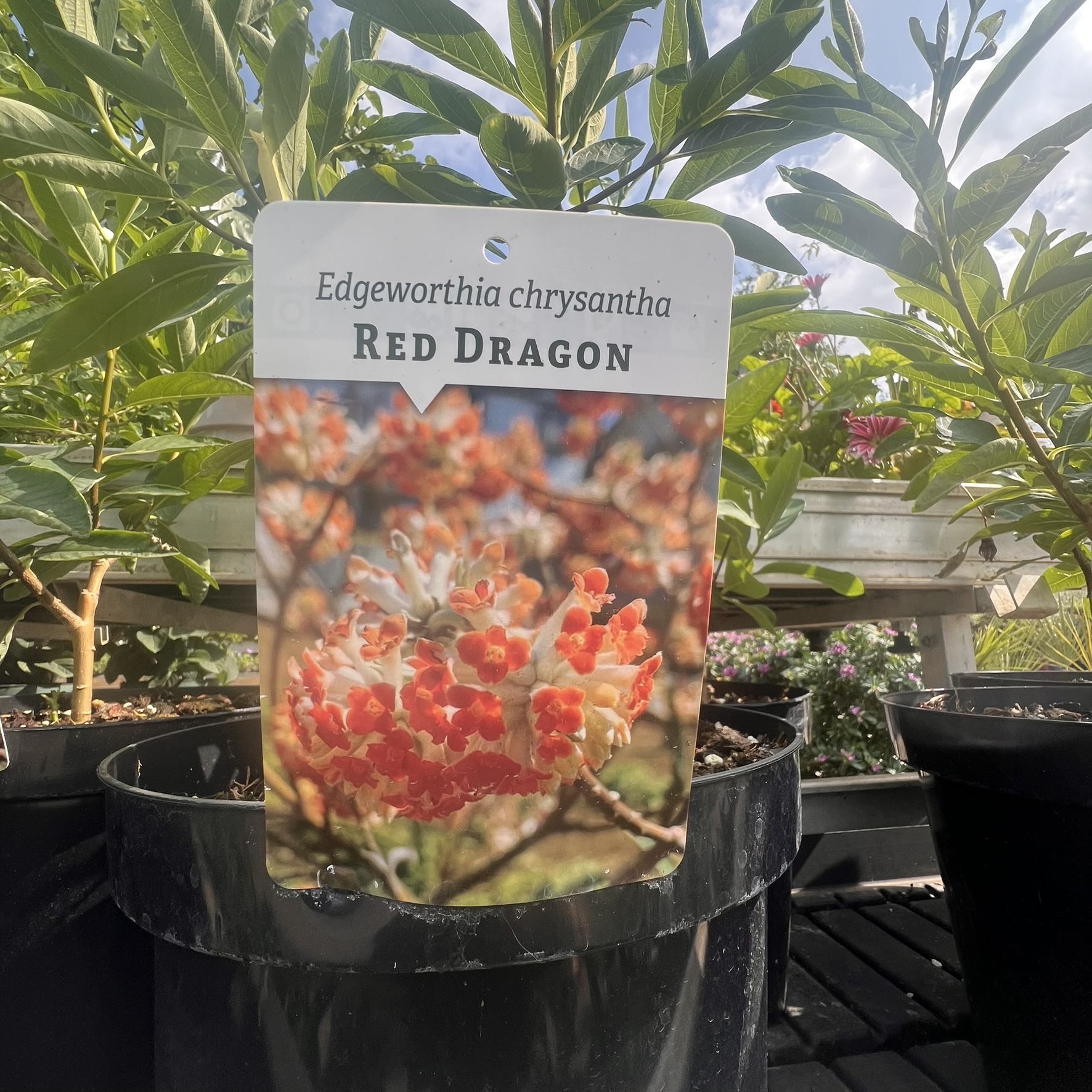 Papierstruik ( Edgeworthia chrysanta 'Red Dragon')