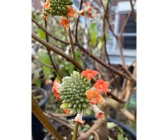 Papierstruik - Edgeworthia chrysanta 'Red Dragon'