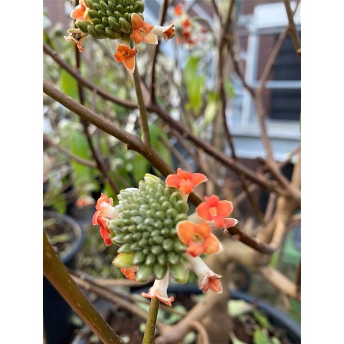Papierstruik ( Edgeworthia chrysanta 'Red Dragon')