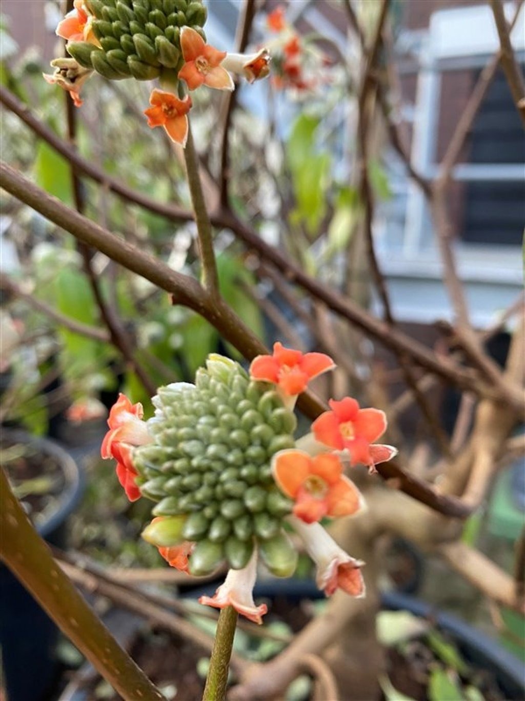 Papierstruik ( Edgeworthia chrysanta 'Red Dragon')