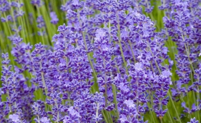 Kattenkruid - Nepeta
