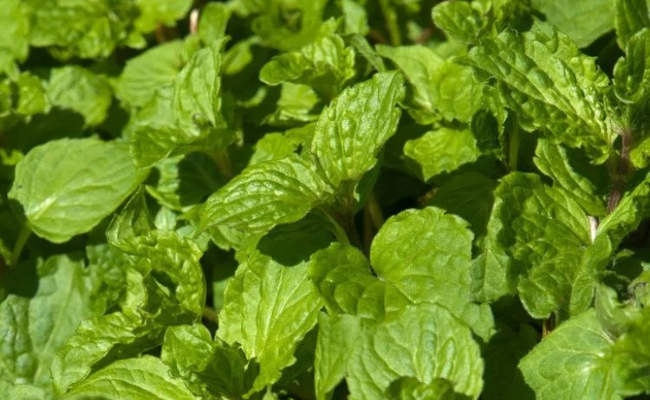 Muntplant