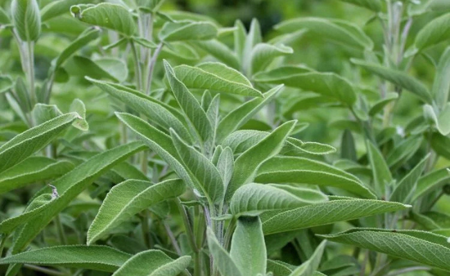 Salie - Salvia