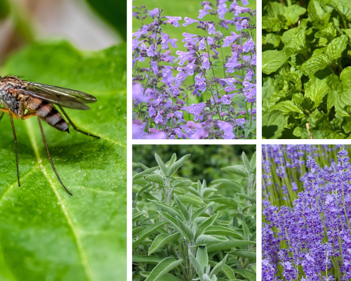 Muggen in de tuin? Deze planten houden ze op afstand