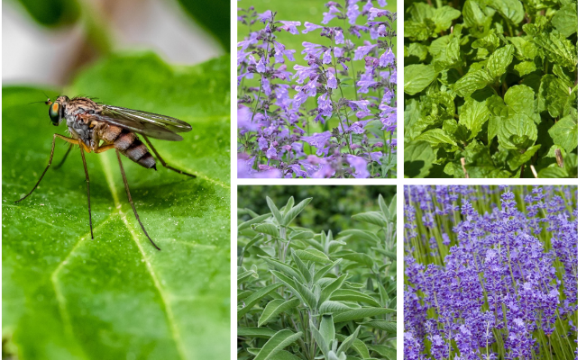 Muggen in de tuin? Deze planten houden ze op afstand
