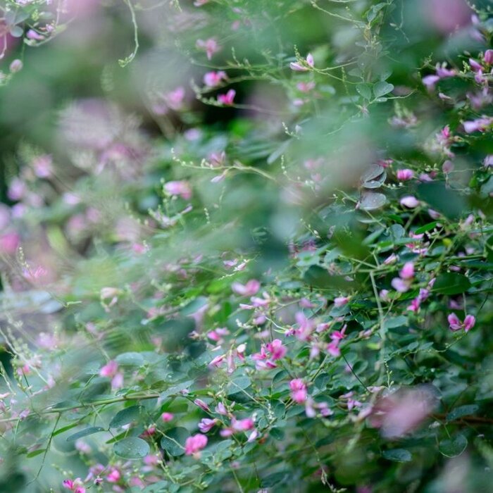 Struiklaver - Lespedeza thunbergii