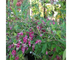 Struiklaver - Lespedeza thunbergii