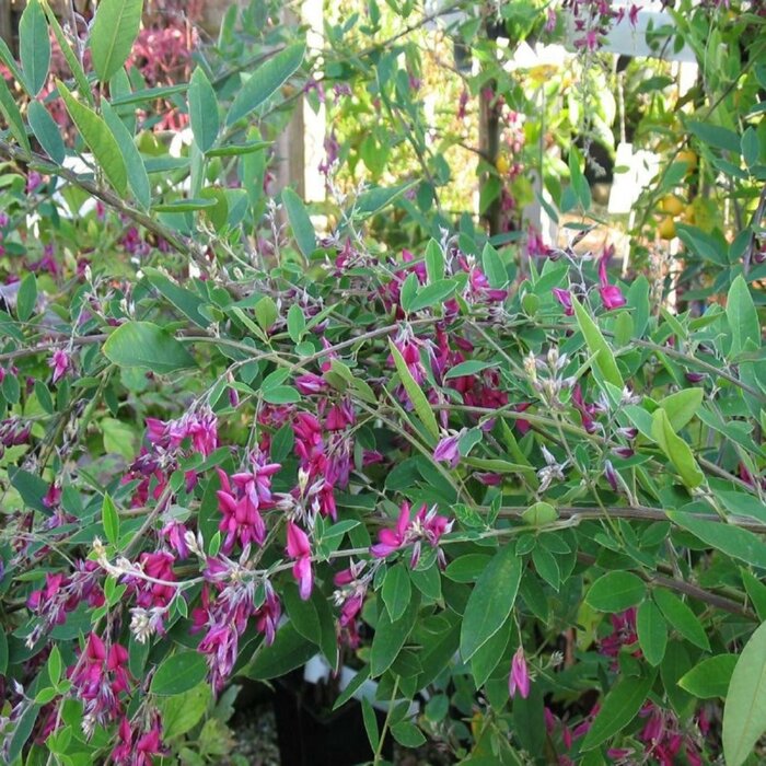 Struiklaver - Lespedeza thunbergii