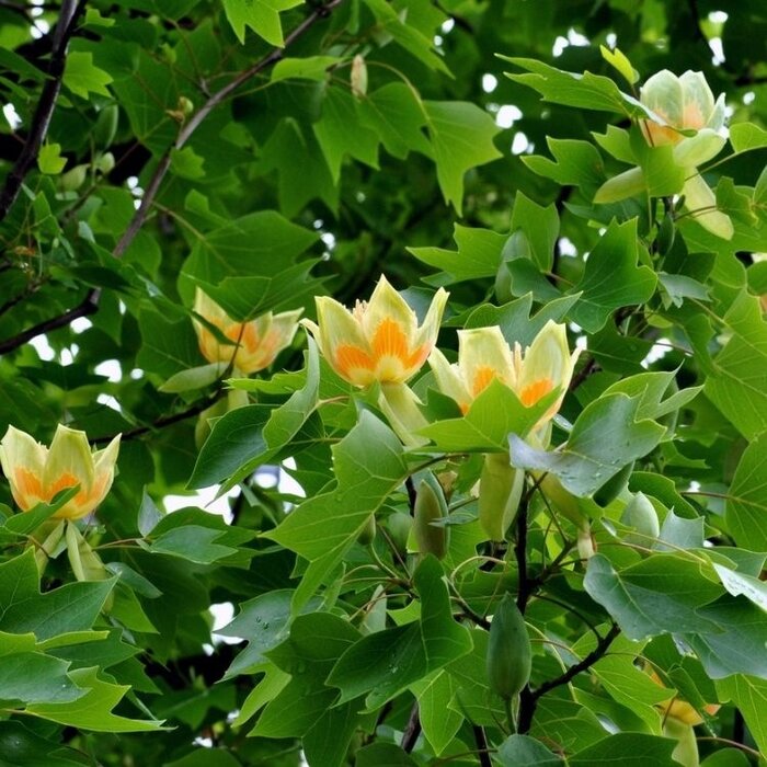 Amerikaanse tulpenboom - Liriodendron tulipifera