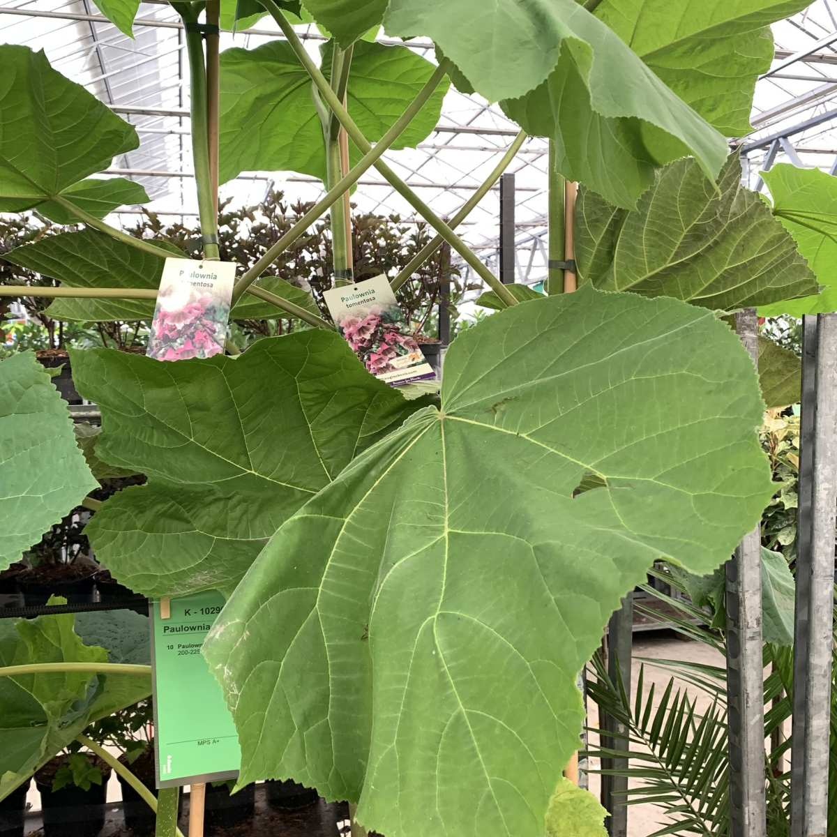 Anna Paulownaboom - Paulownia tomentosa