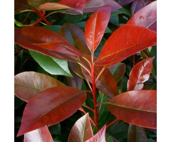 Glansmispel - Photinia fraseri Red Light