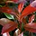 Glansmispel - Photinia fraseri Red Light