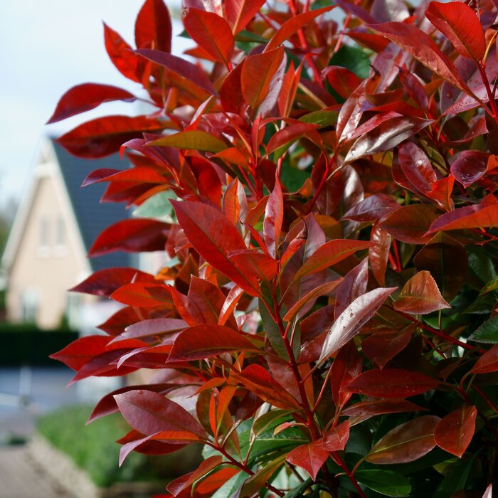 Glansmispel - Photinia fraseri Red Light