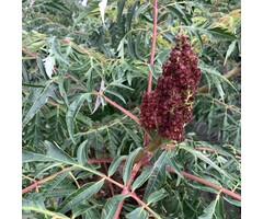 Fluweelboom - Rhus glabra 'Laciniata'