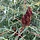 Fluweelboom - Rhus glabra 'Laciniata'