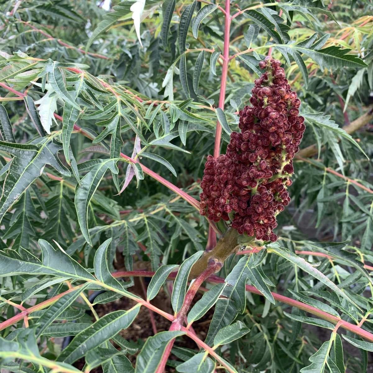 Fluweelboom - Rhus glabra 'Laciniata'