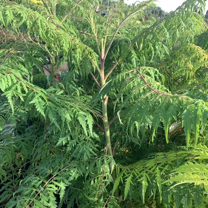 Fluweelboom - Rhus glabra 'Laciniata'